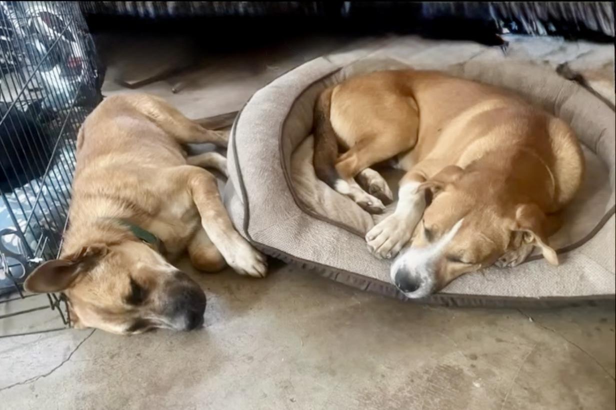 JOEY, an adoptable mixed breed in Portland , OR image 5/6