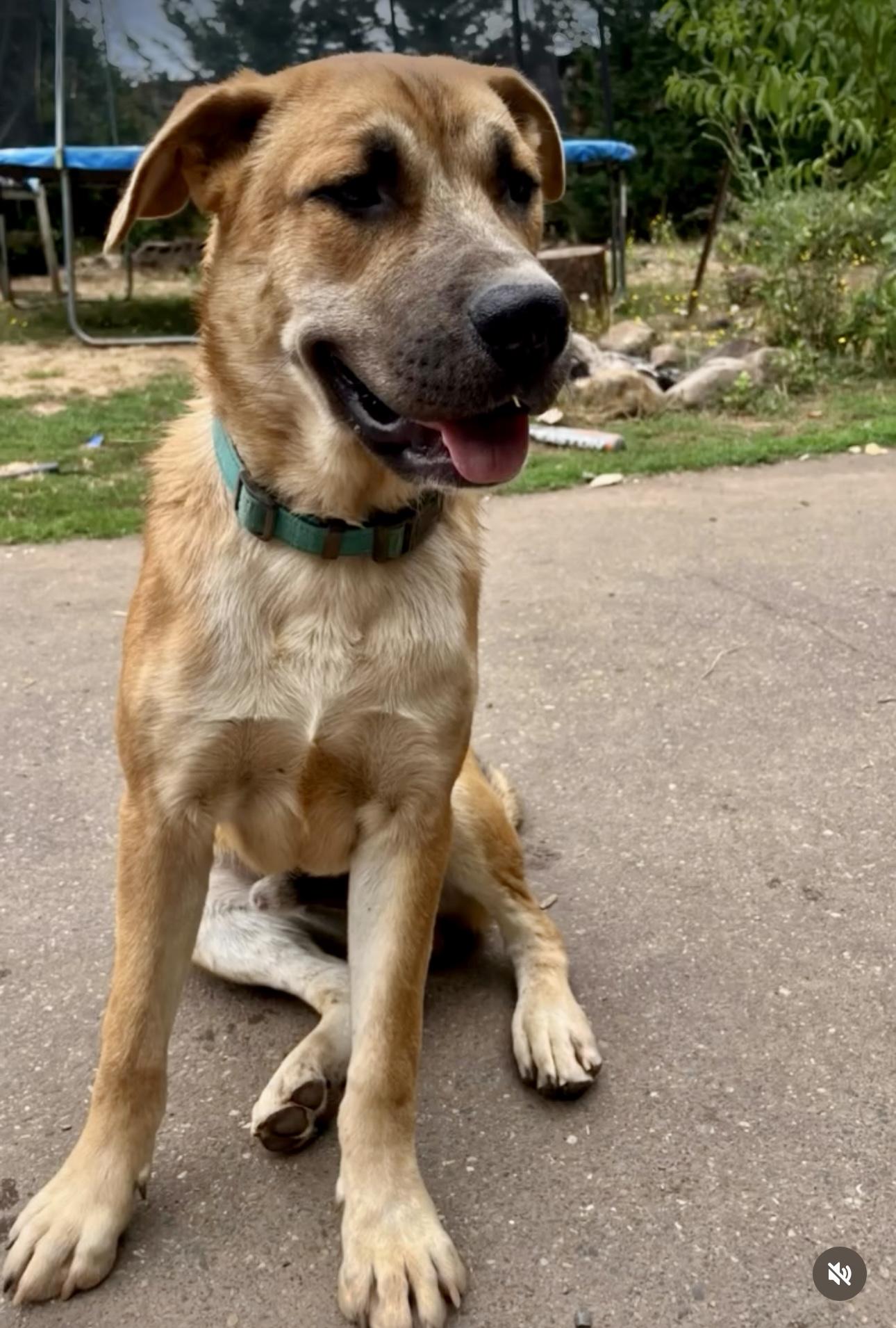 JOEY, an adoptable mixed breed in Portland , OR image 1/6