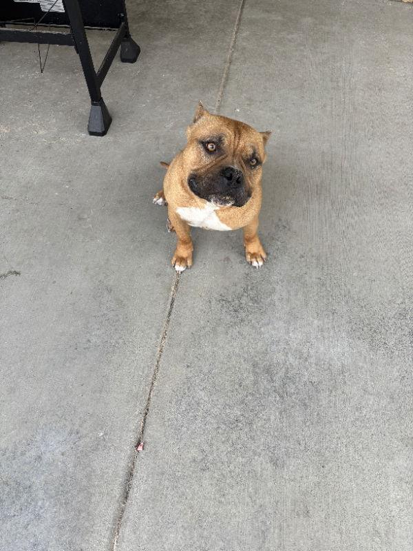 Enlarge Mooney, a Adoptable mixed breed in San Diego, CA image 1/3