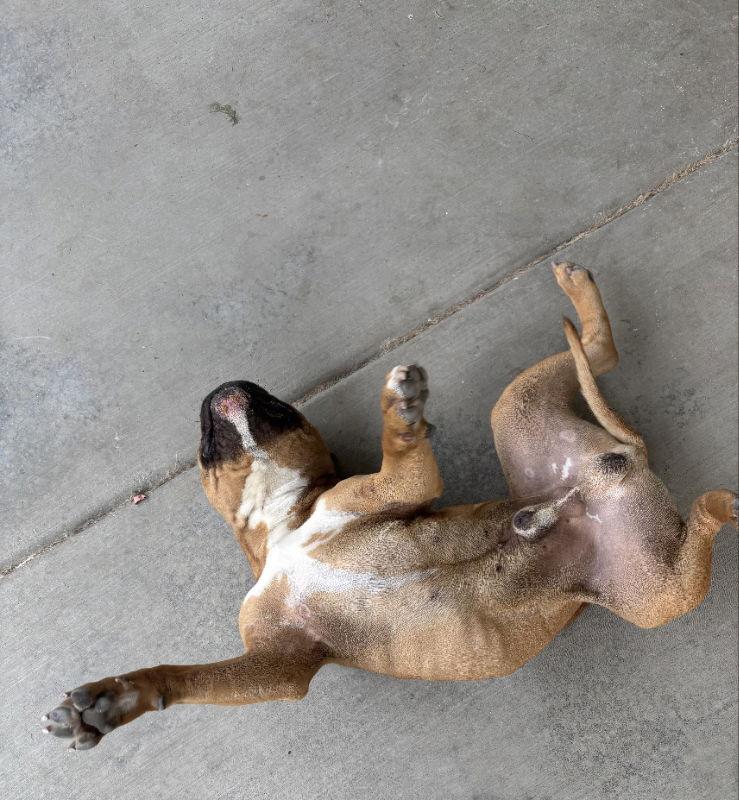 Enlarge Mooney, a Adoptable mixed breed in San Diego, CA image 2/3