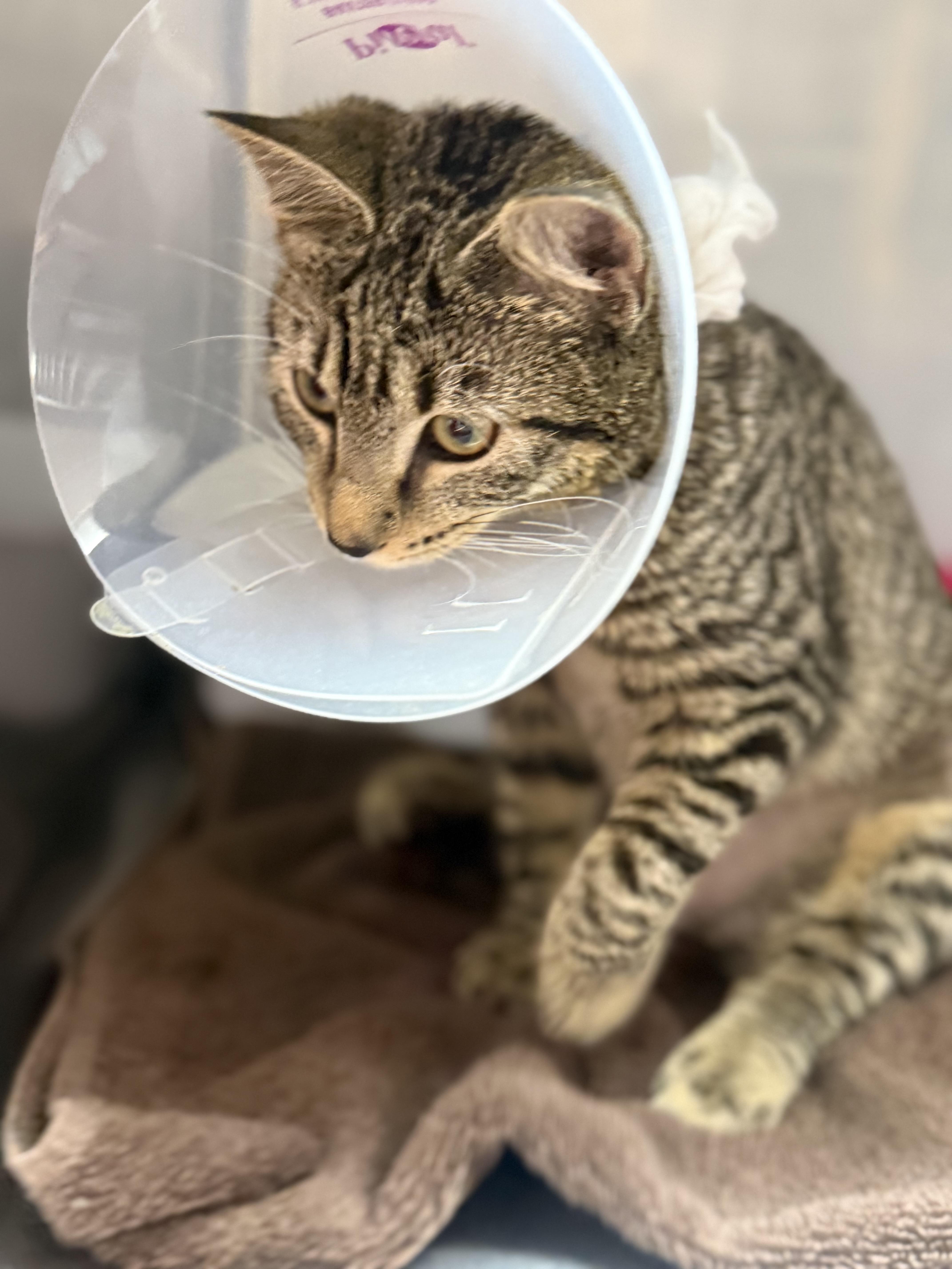 Enlarge Gardenia, an adopted Domestic Short Hair in Lauderhill, FL image 2/5