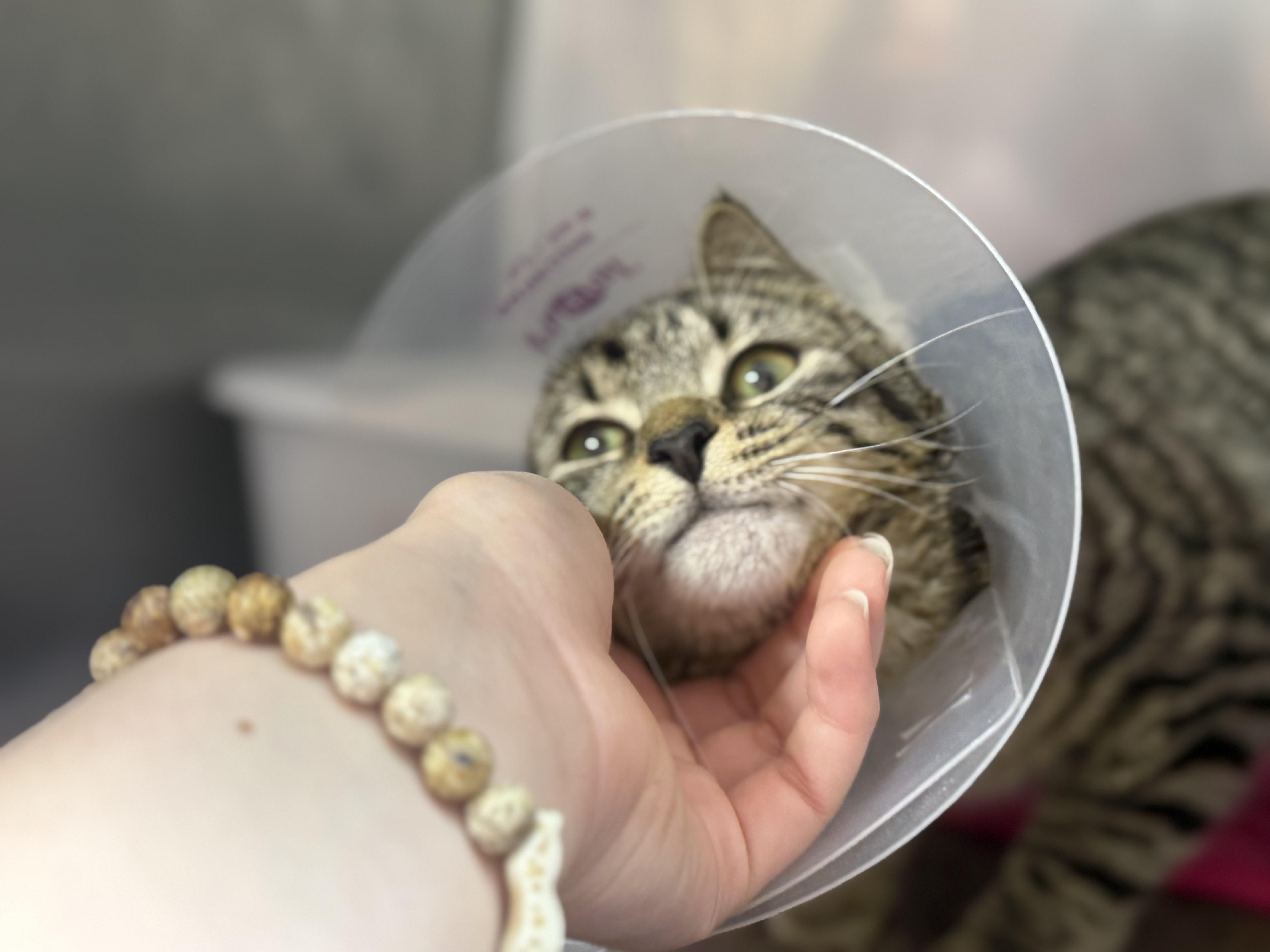 Enlarge Gardenia, an adopted Domestic Short Hair in Lauderhill, FL image 4/5