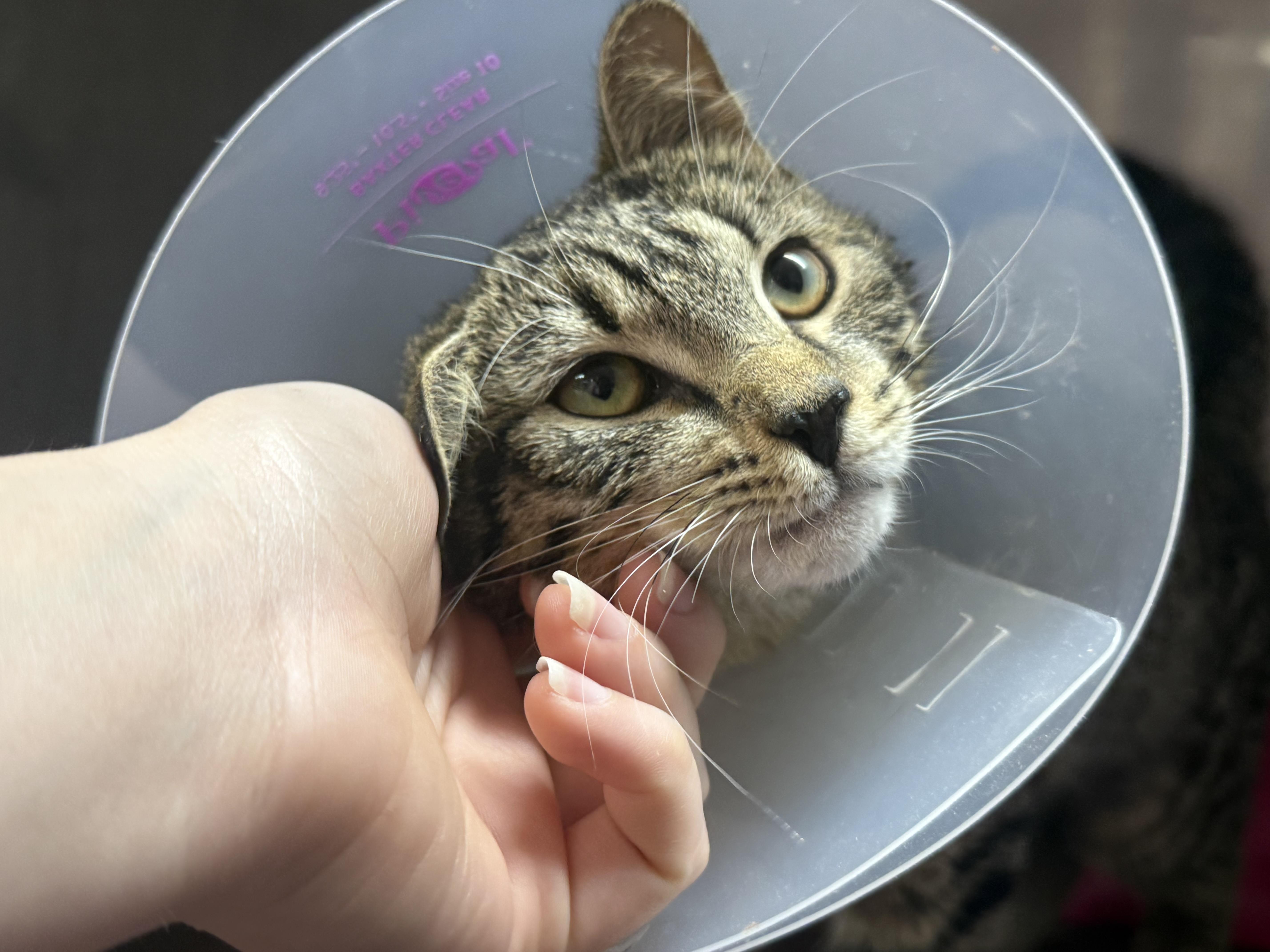 Gardenia, adopted, Kitten Female Domestic Short Hair.