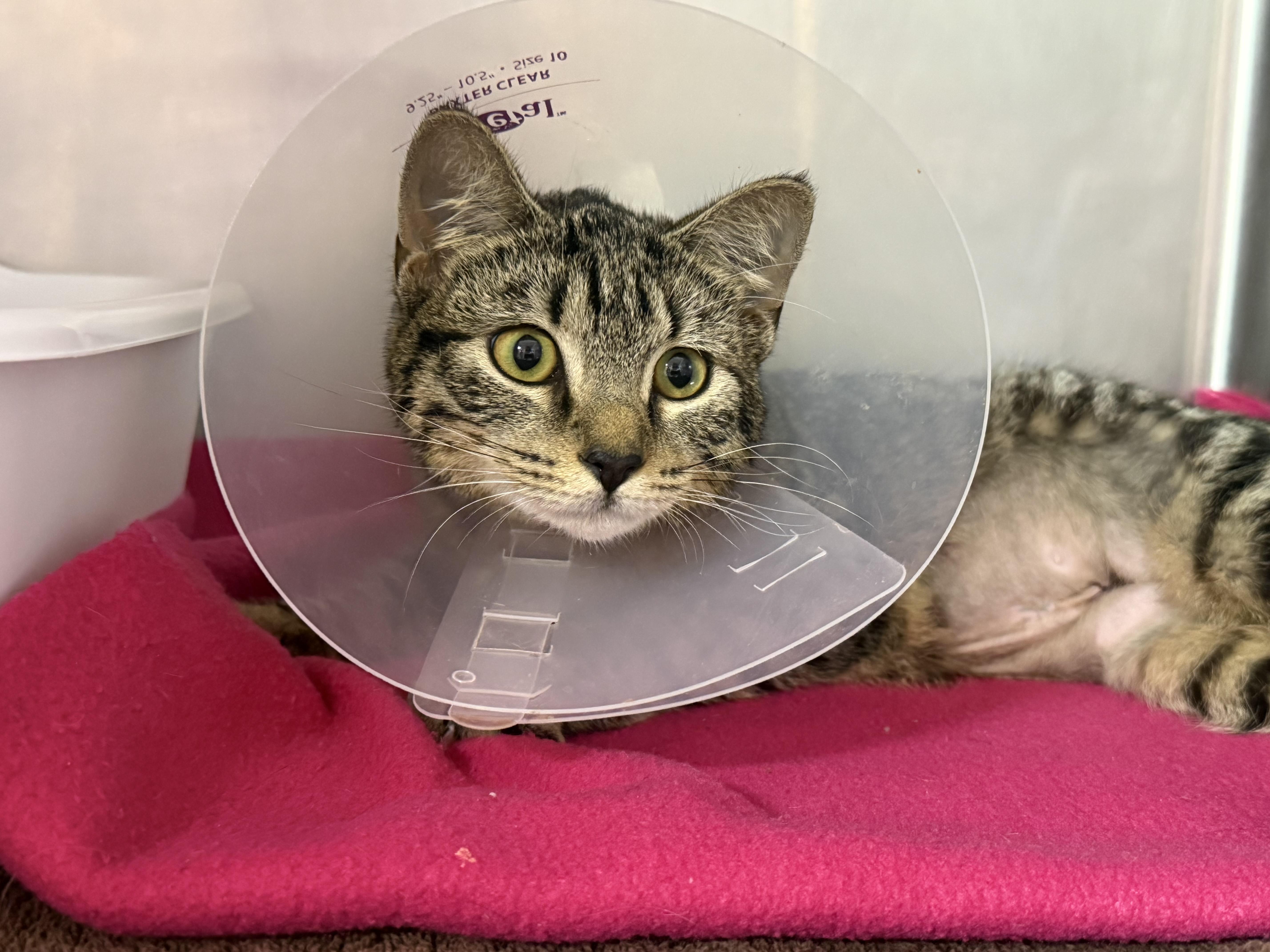 Enlarge Gardenia, an adopted Domestic Short Hair in Lauderhill, FL image 3/5