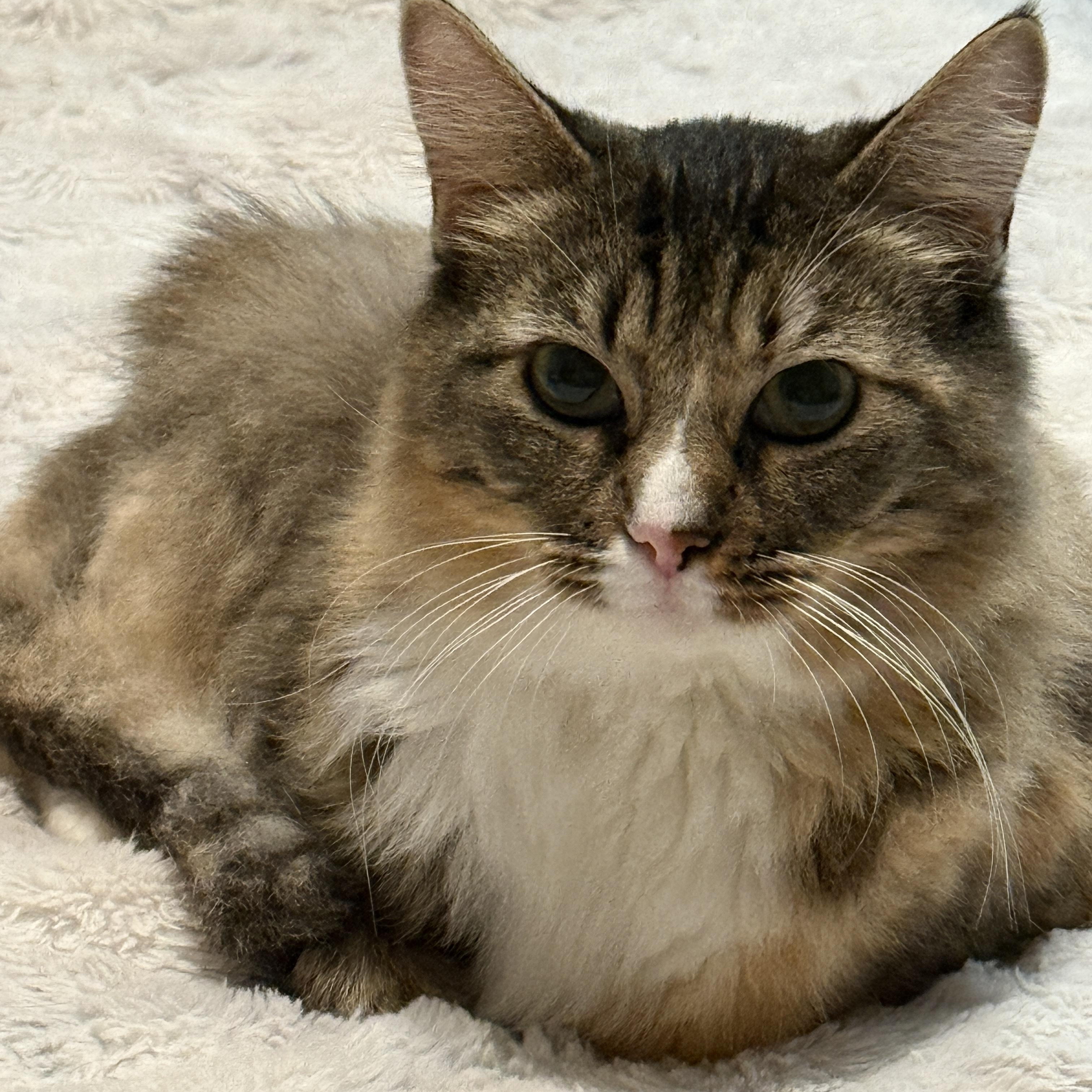 Enlarge Evelyn, a Adoptable mixed breed in Tracy, CA image 1/1