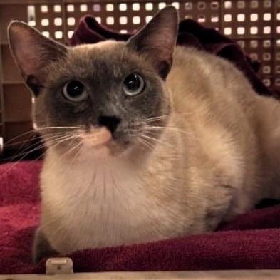 Sue, Adoptable, Adult Female Siamese.