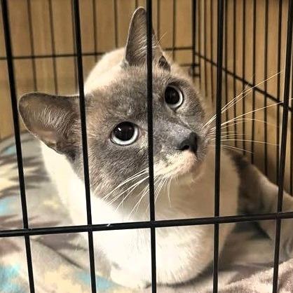 Enlarge Sue, a Adoptable Siamese in Shawnee, KS image 2/3