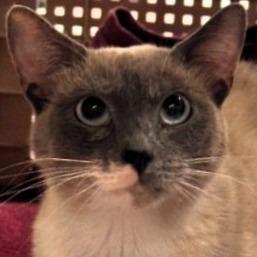 Enlarge Sue, a Adoptable Siamese in Shawnee, KS image 3/3