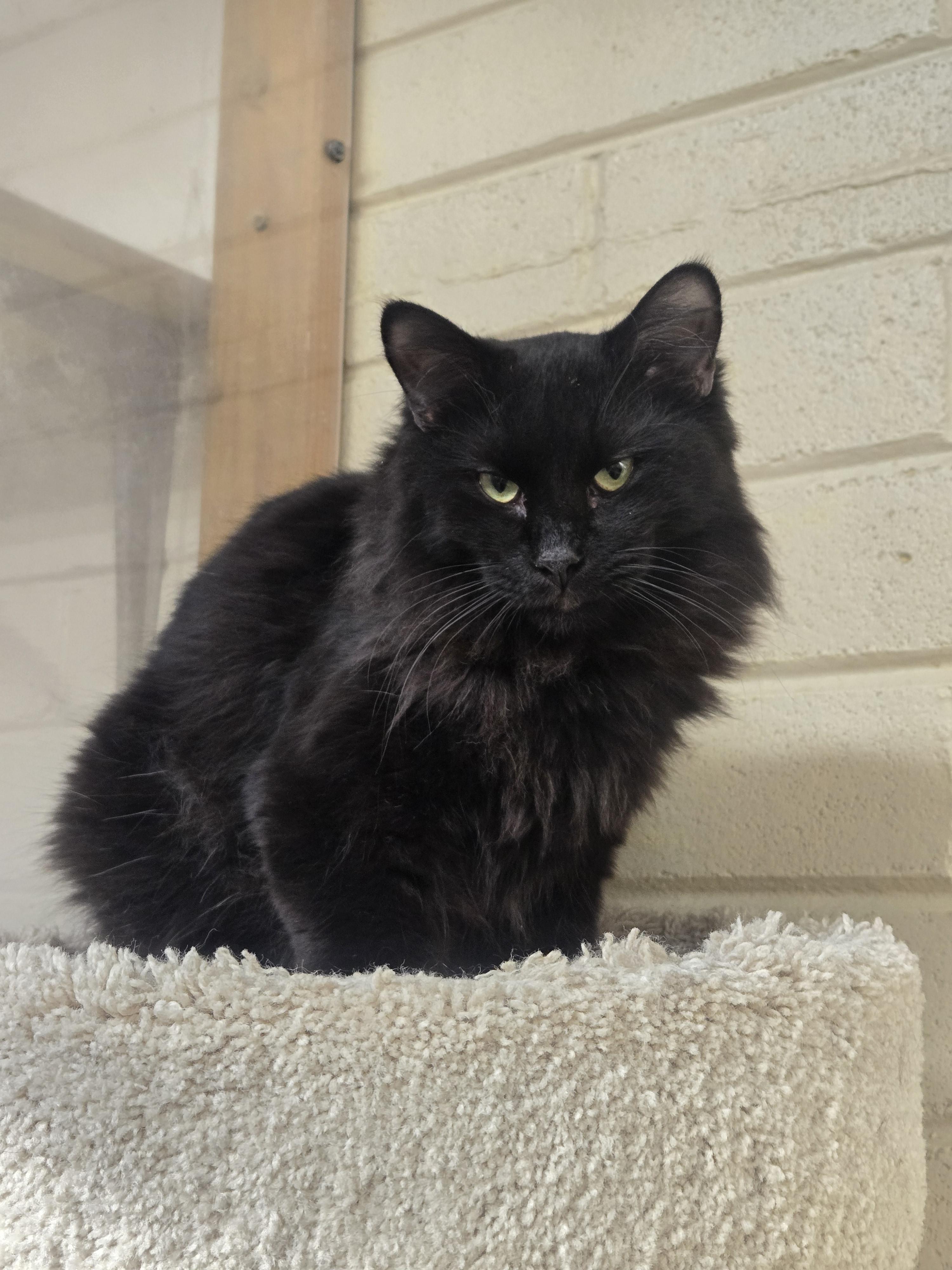 Lenox, adopted, Young Male Domestic Long Hair.