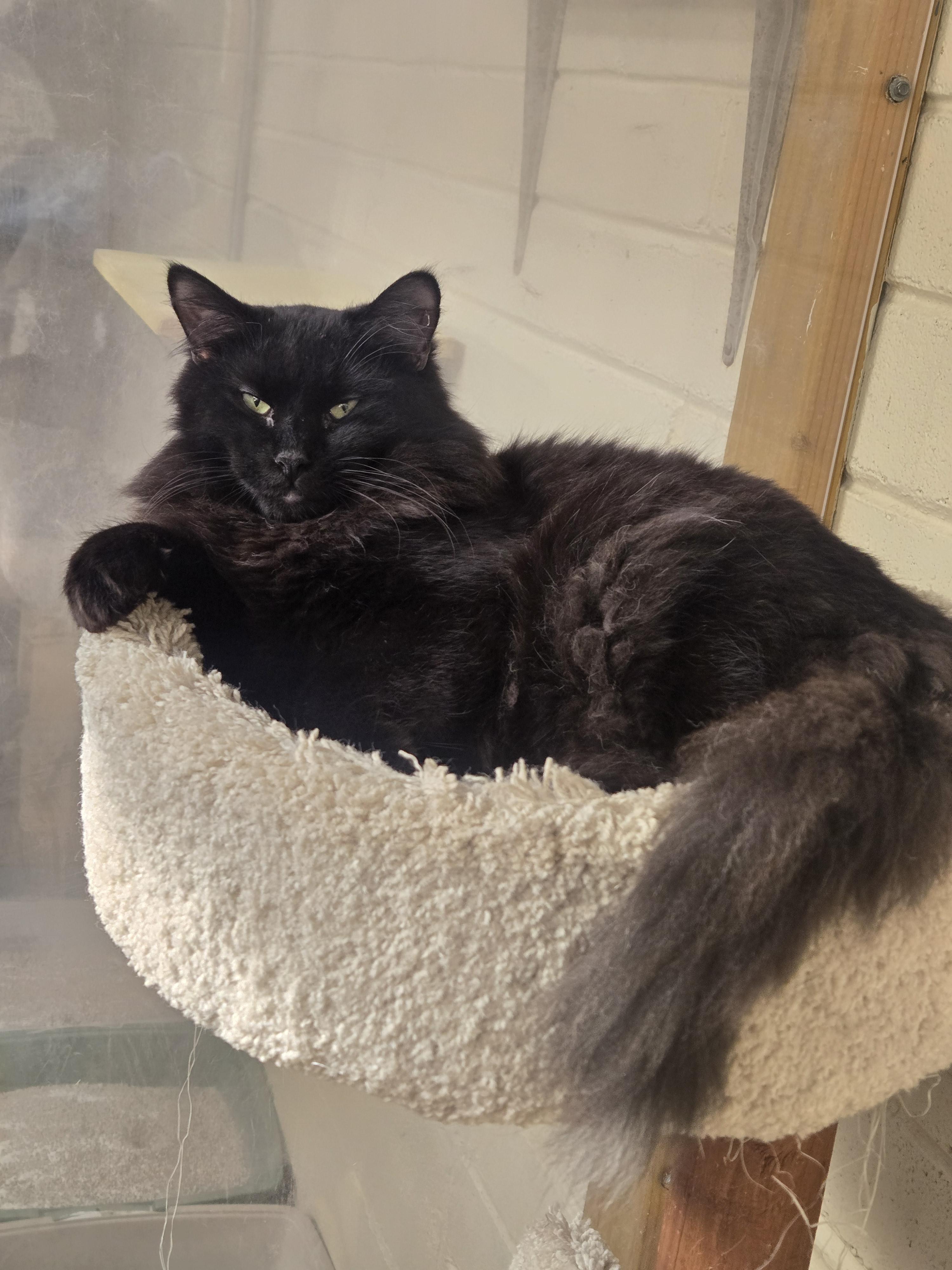 Enlarge Lenox, an adopted Domestic Long Hair in Nogales, AZ image 2/3