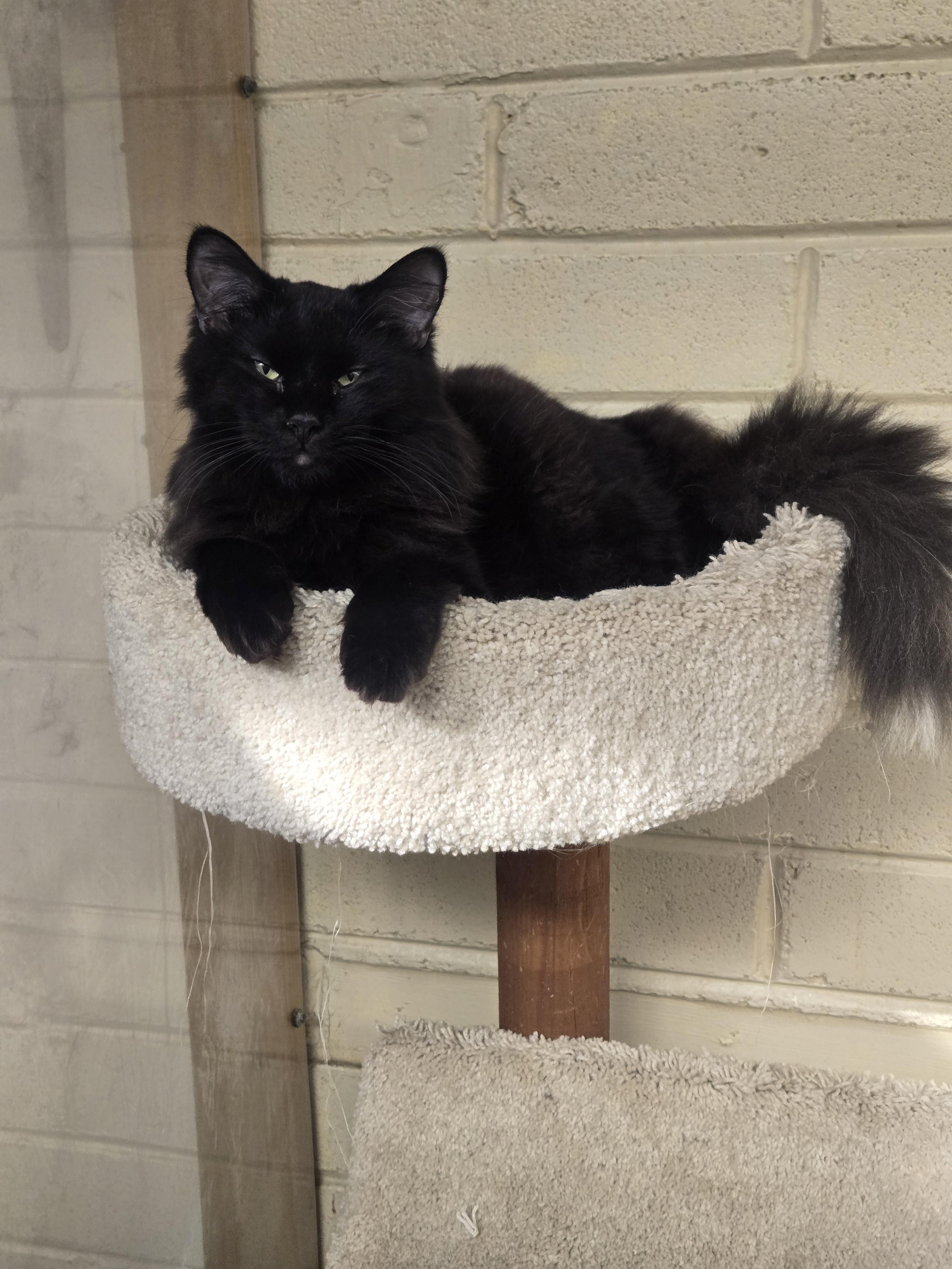 Enlarge Lenox, an adopted Domestic Long Hair in Nogales, AZ image 3/3