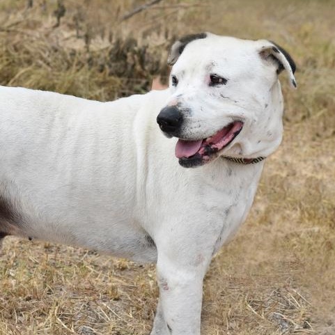 Enlarge Ghost, a Adoptable American Bulldog in White Sulphur Springs, WV image 2/5