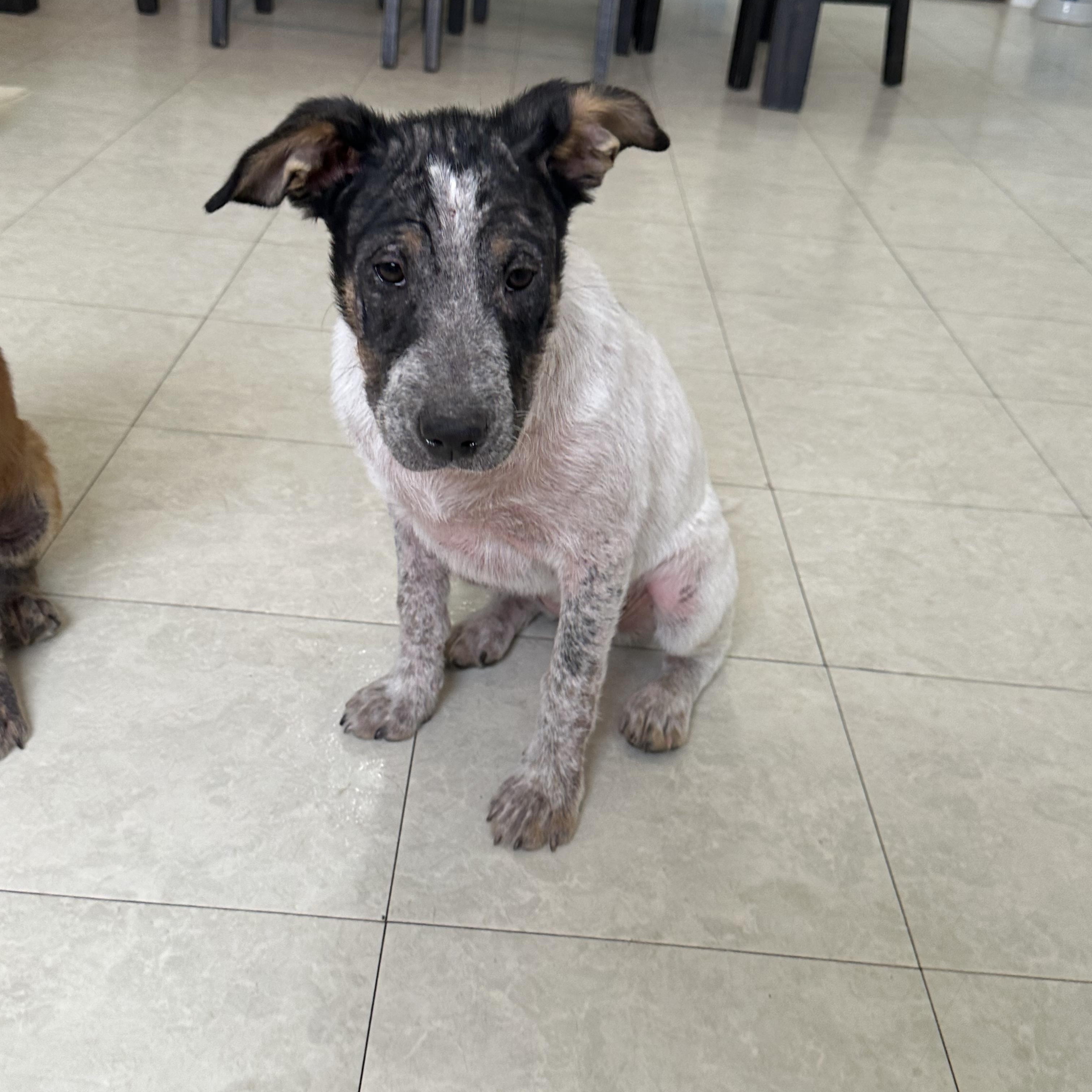 Oreo photo 4