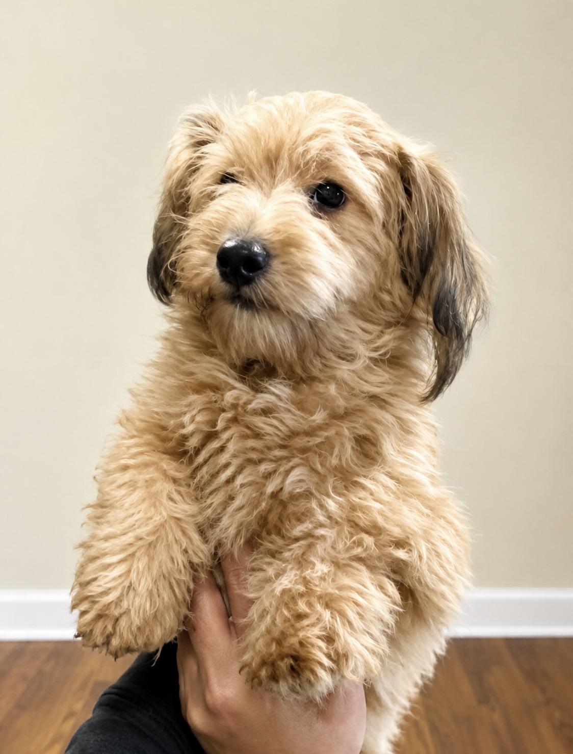 Enlarge Honey, the sweet and introverted little lady, a Adoptable Mixed Breed in Winchester, VA image 4/6