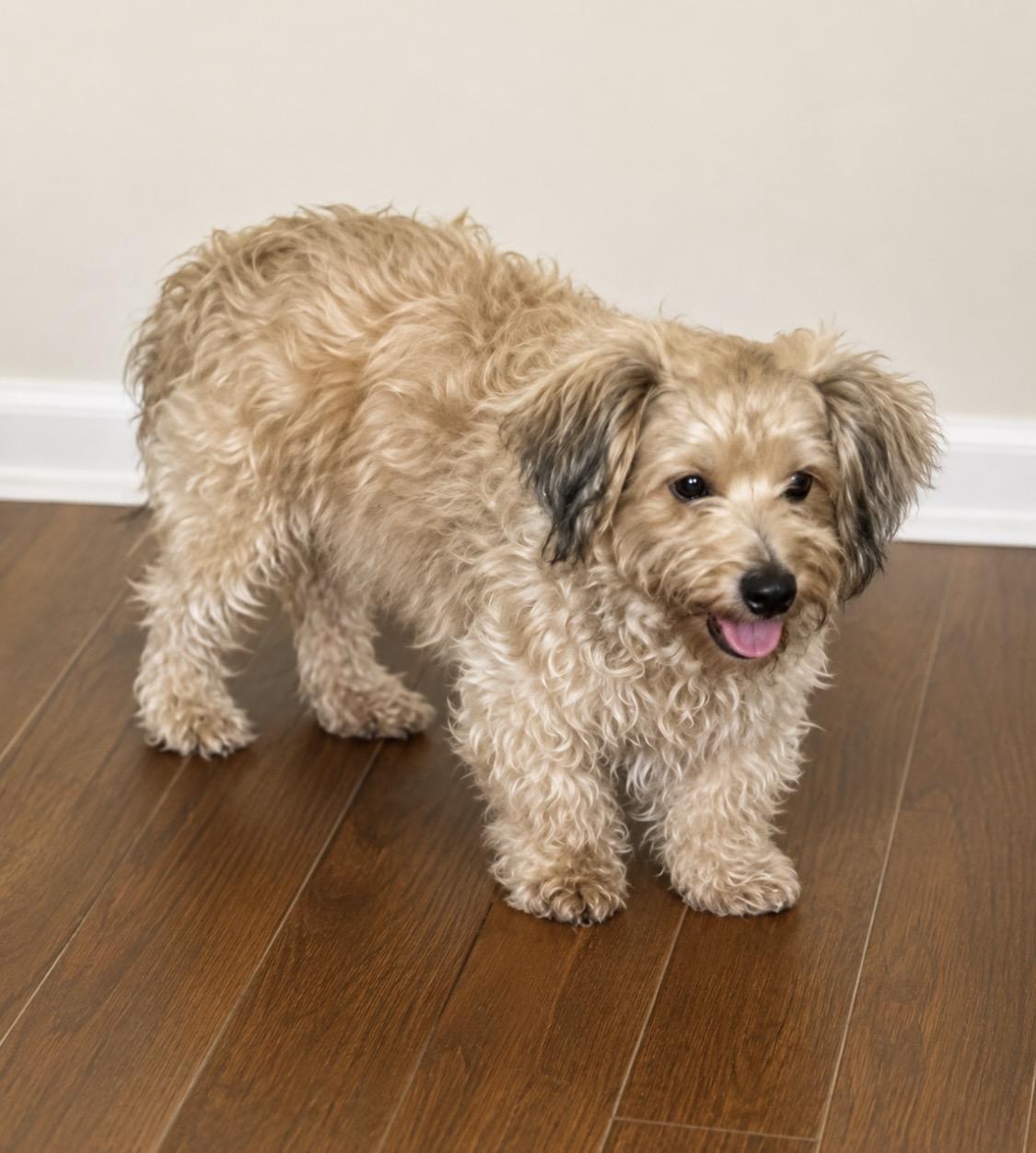 Enlarge Honey, the sweet and introverted little lady, a Adoptable Mixed Breed in Winchester, VA image 5/6