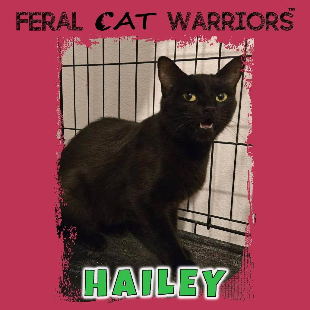 Hailey, Adoptable, Adult Female Domestic Short Hair.
