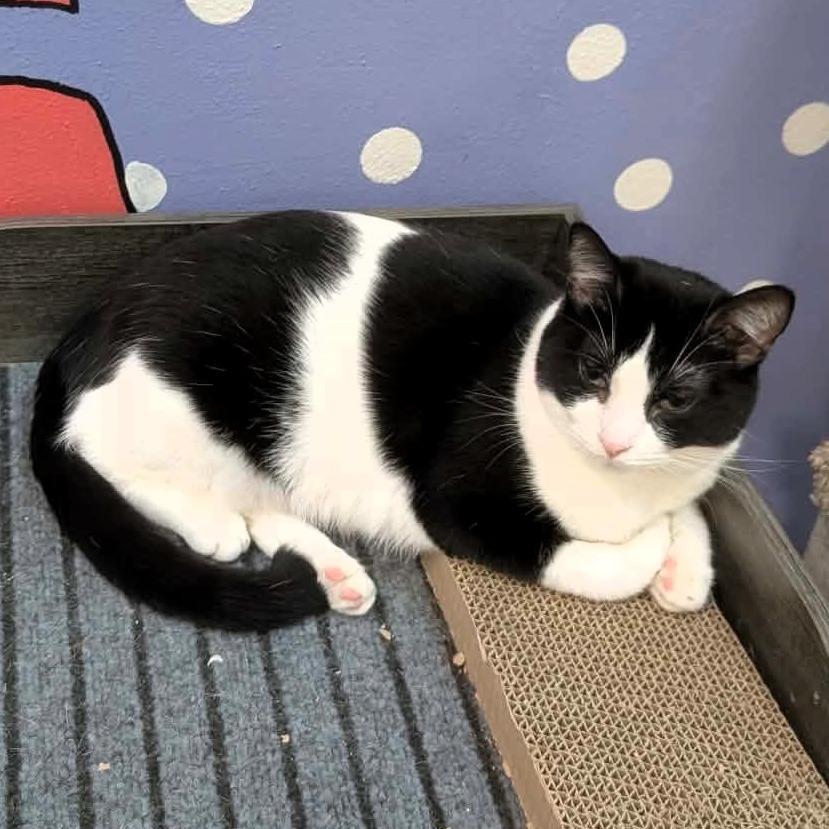 Janie, a Adoptable Domestic Short Hair in Shawnee, KS image 2/6