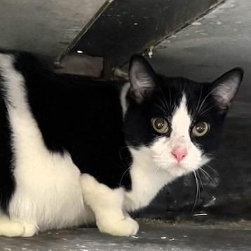 Enlarge Janie, a Adoptable Domestic Short Hair in Shawnee, KS image 1/2