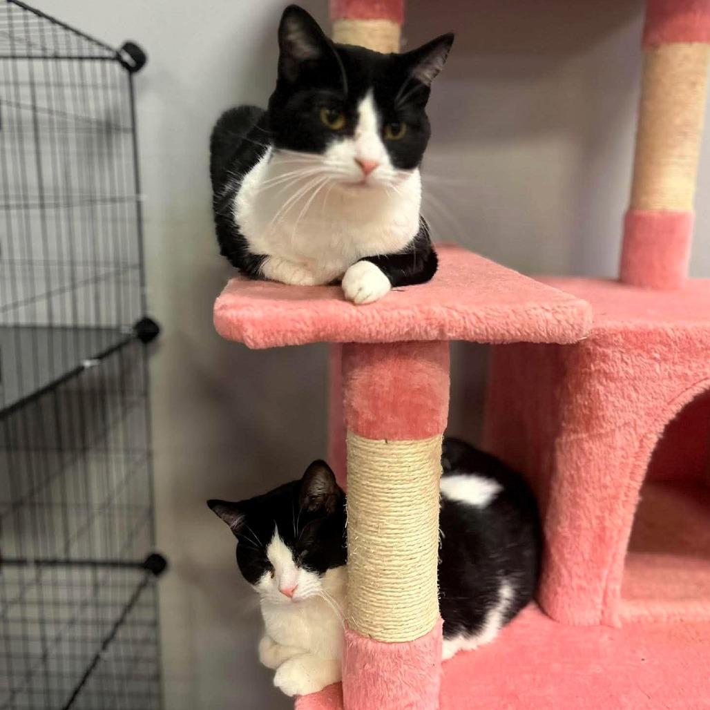 Janie, a Adoptable Domestic Short Hair in Shawnee, KS image 5/6