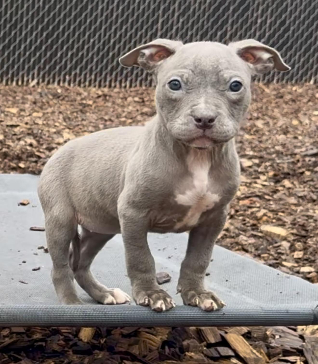 Meg- #50524, ADOPTABLE, Puppy Female Chihuahua & Pit Bull Terrier.