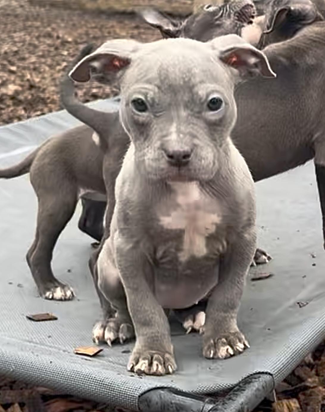 Enlarge Meg- #50524, a ADOPTABLE mixed breed in Columbia, MD image 6/6