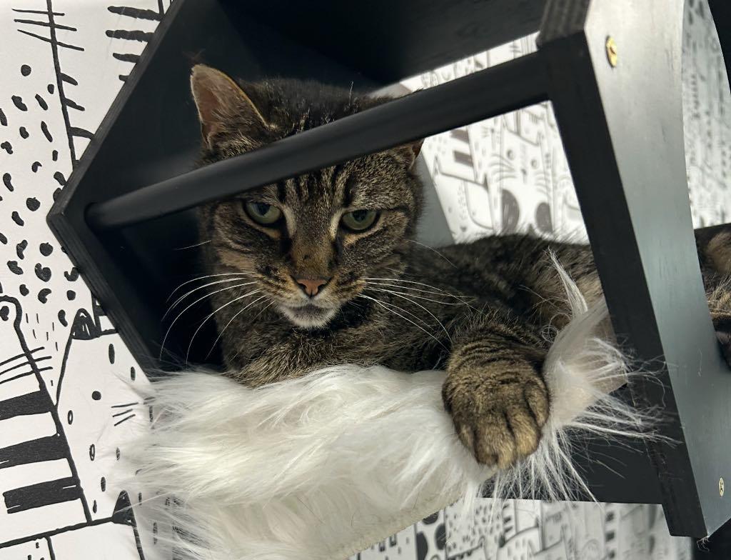 Enlarge Noodle, a ADOPTABLE Domestic Short Hair in Cortland, OH image 2/3