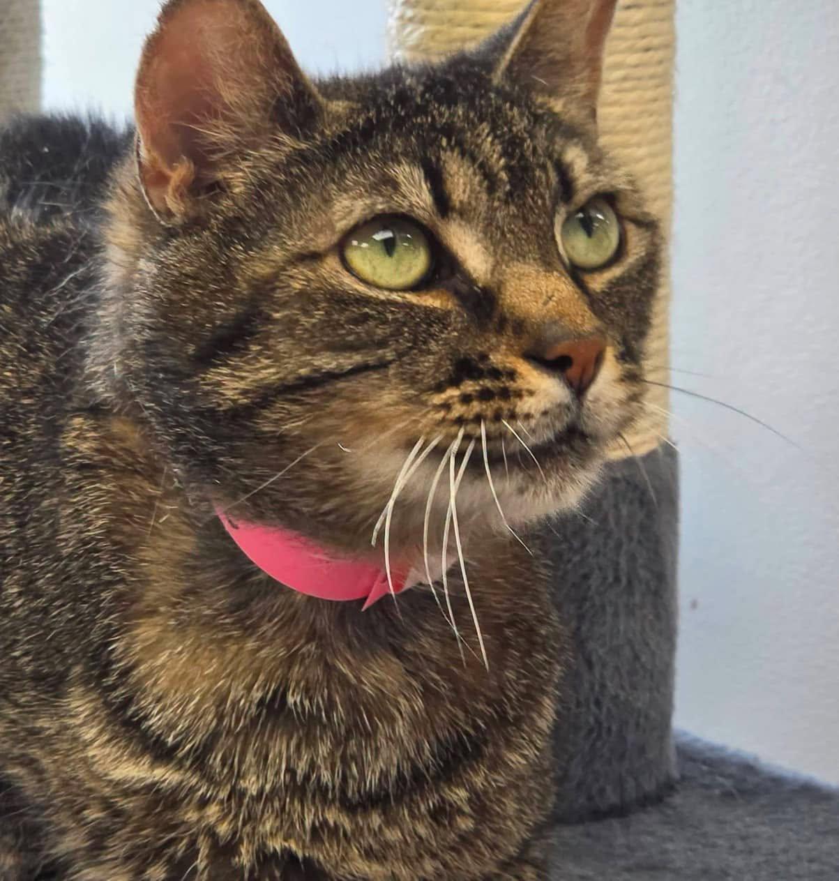 Enlarge Noodle, a Adoptable Domestic Short Hair in Cortland, OH image 2/2