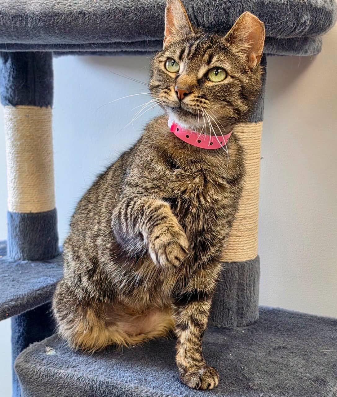 Enlarge Noodle, a Adoptable Domestic Short Hair in Cortland, OH image 1/2