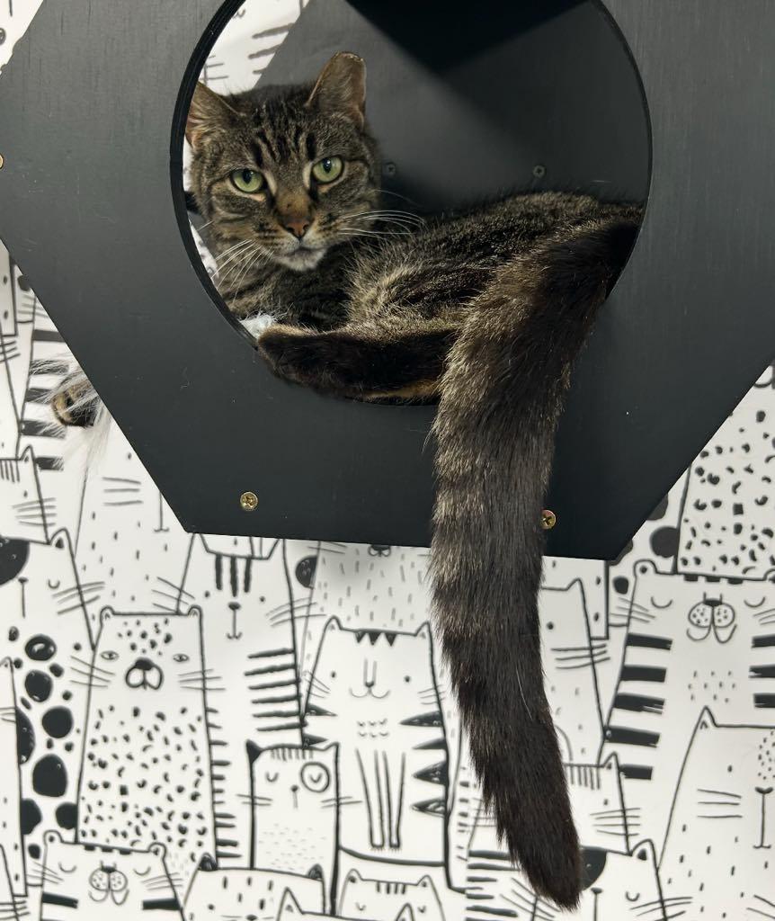 Enlarge Noodle, a ADOPTABLE Domestic Short Hair in Cortland, OH image 3/3