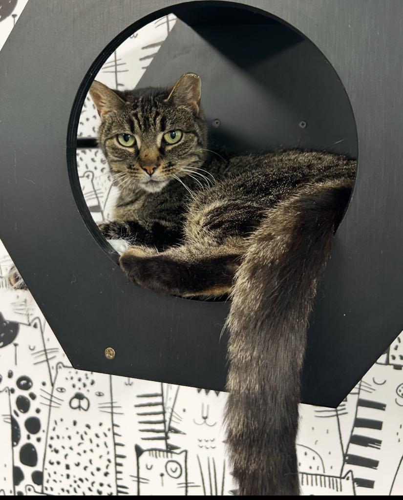 Enlarge Noodle, a ADOPTABLE Domestic Short Hair in Cortland, OH image 1/3