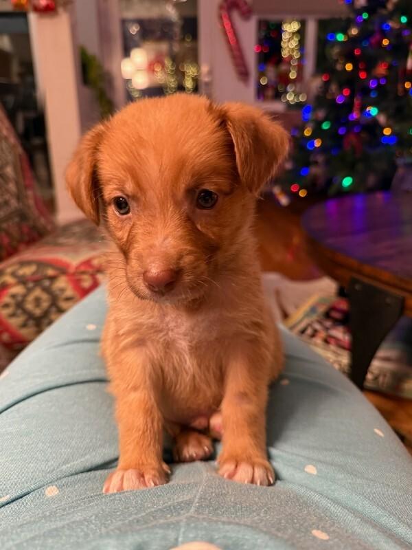 Morty, Adoptable, Young Male Chihuahua.