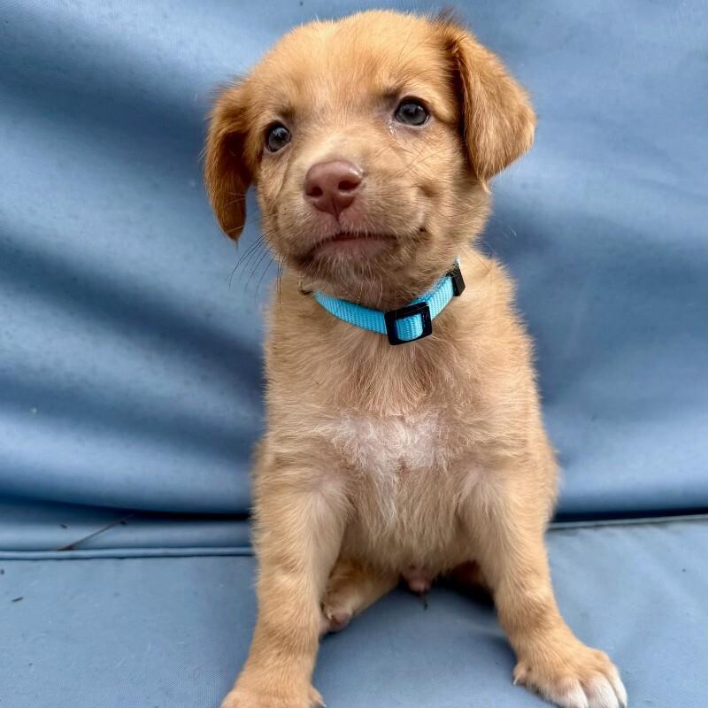 Enlarge Morty, a Adoptable Chihuahua in Manhattan Beach, CA image 2/6