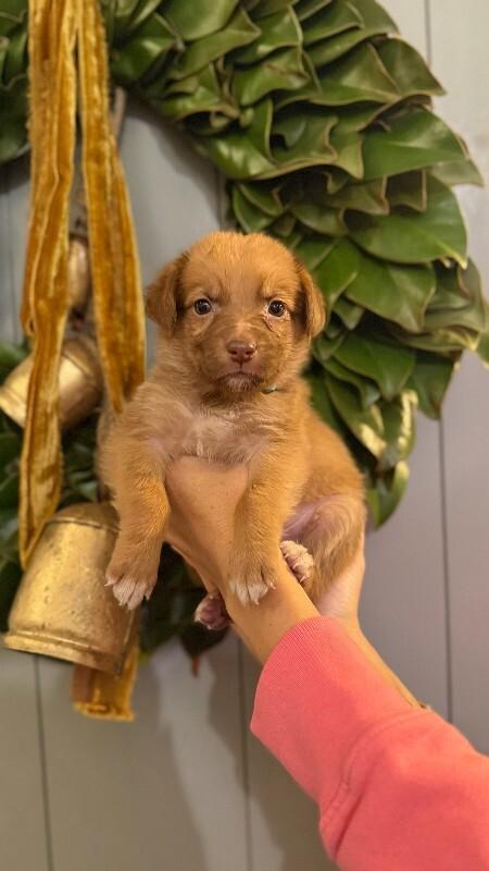 Enlarge Morty, a Adoptable Chihuahua in Manhattan Beach, CA image 3/6