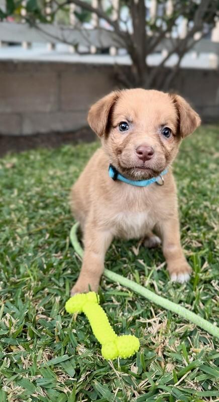 Enlarge Morty, a Adoptable Chihuahua in Manhattan Beach, CA image 4/6