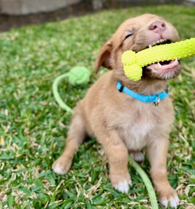 Enlarge Morty, a Adoptable Chihuahua in Manhattan Beach, CA image 5/6