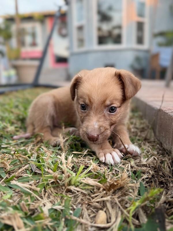 Enlarge Morty, a Adoptable Chihuahua in Manhattan Beach, CA image 6/6