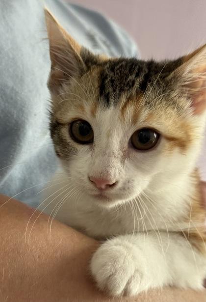 Enlarge Candy Corn, a Adoptable mixed breed in Gwinn, MI image 1/1