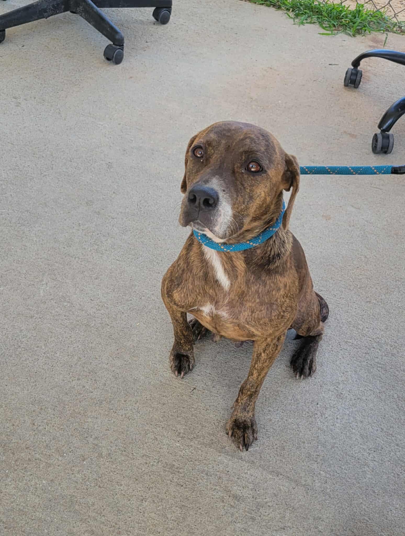 Livvie (Small Brindle Beauty looking for her hero!) photo 3
