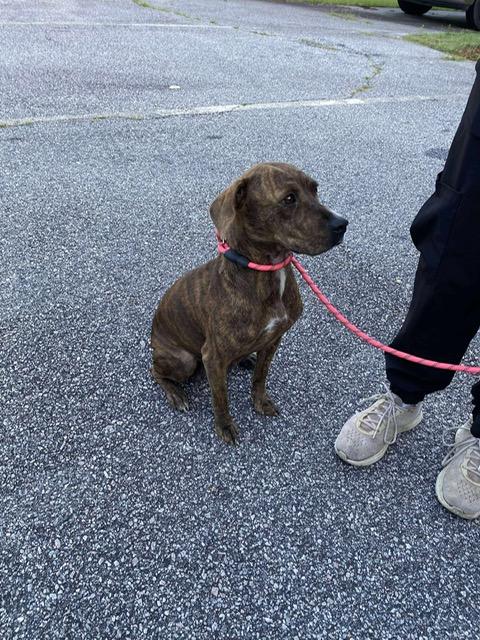 Livvie (Small Brindle Beauty looking for her hero!) photo 2