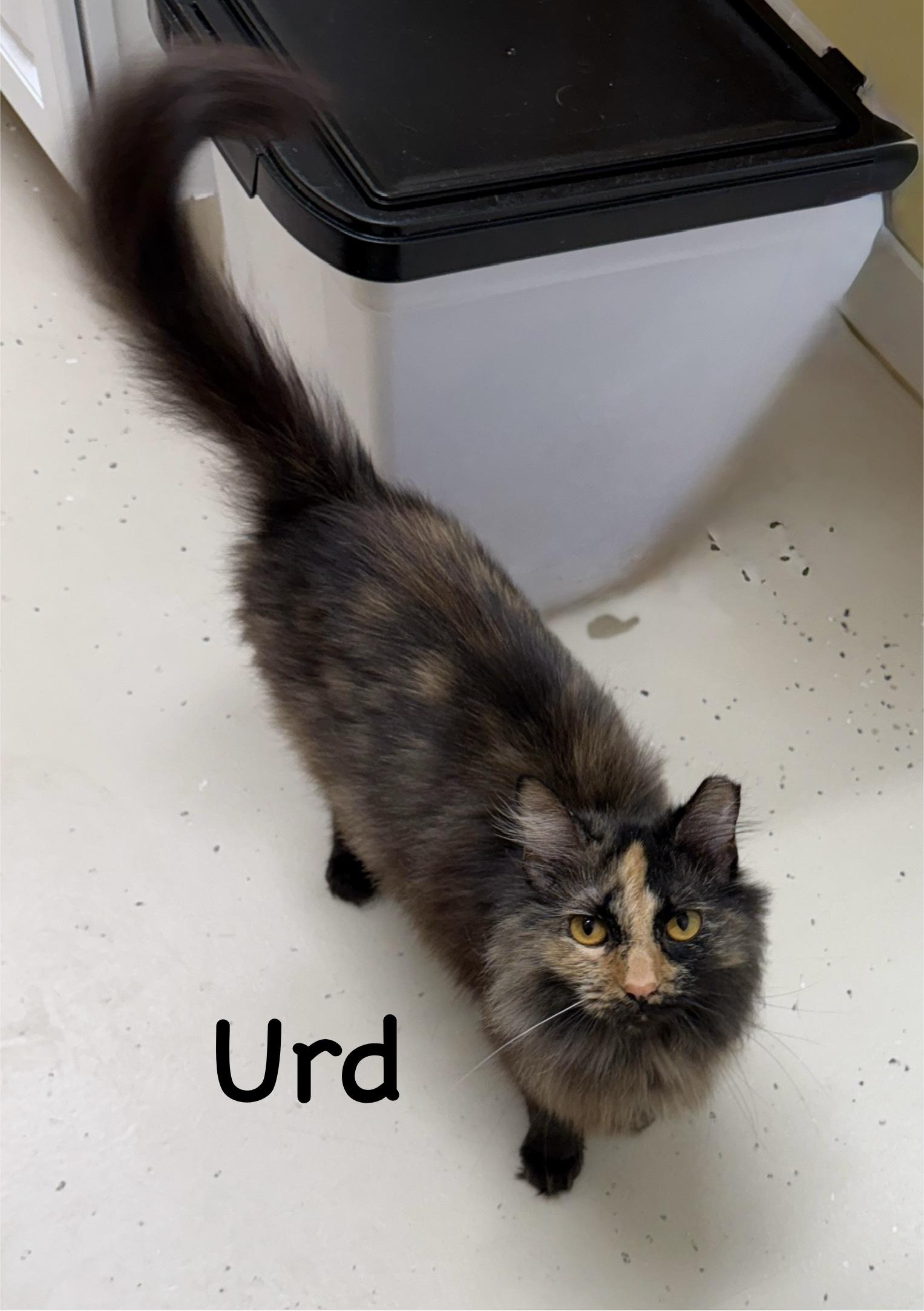 Urd photo 3