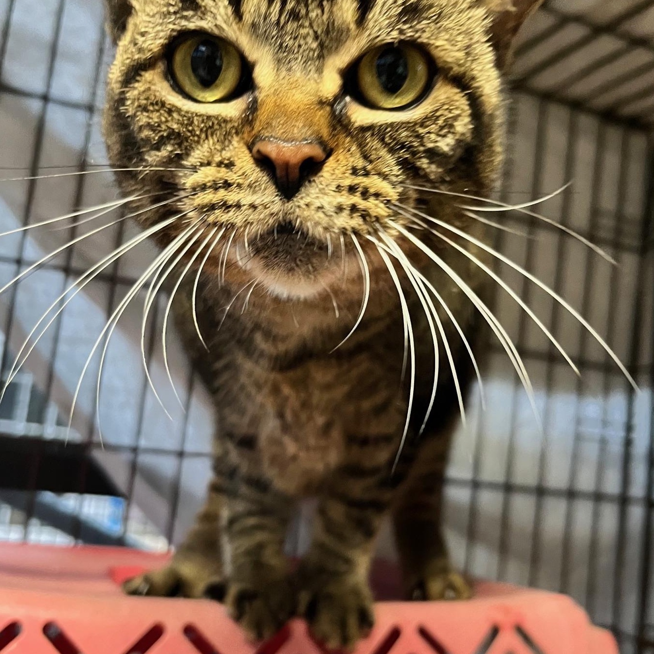 Enlarge Ralphie, a ADOPTABLE mixed breed in Sarasota, FL image 1/4