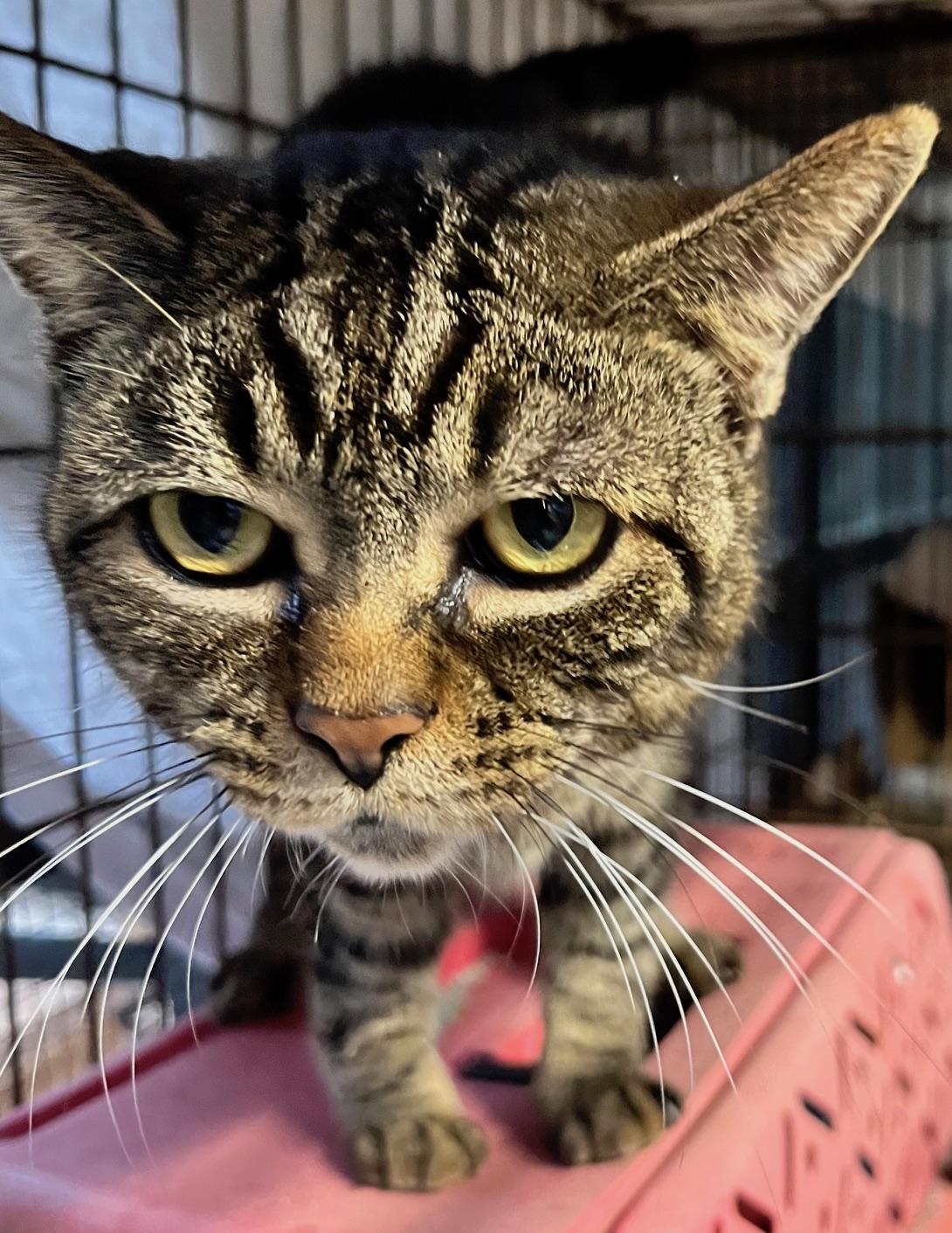 Enlarge Ralphie, a ADOPTABLE mixed breed in Sarasota, FL image 2/4