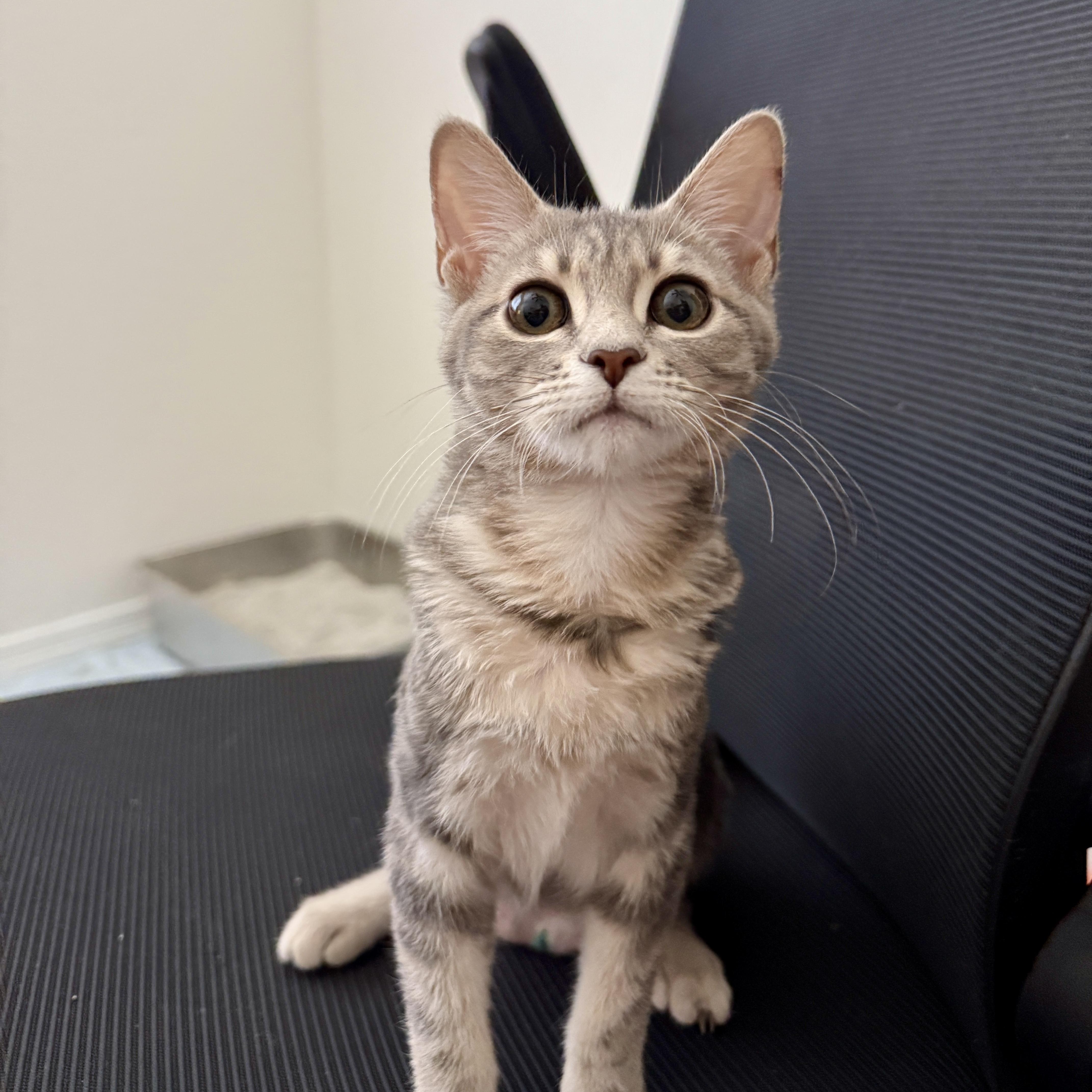 Lisna, Baby Female Domestic Short Hair