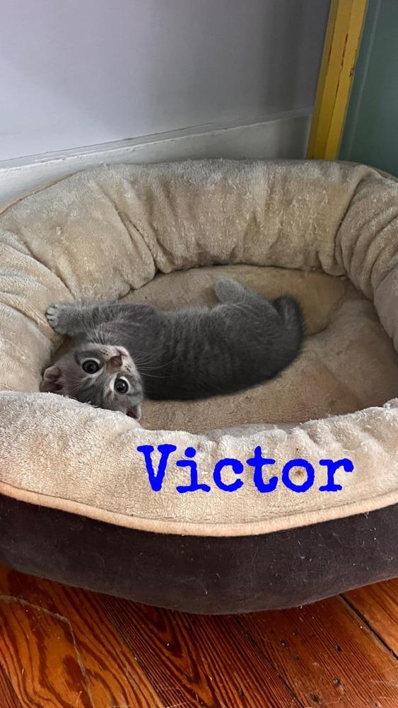 Victor *Affectionate, playful lap cat!*, Adoptable, Kitten Male Domestic Short Hair.