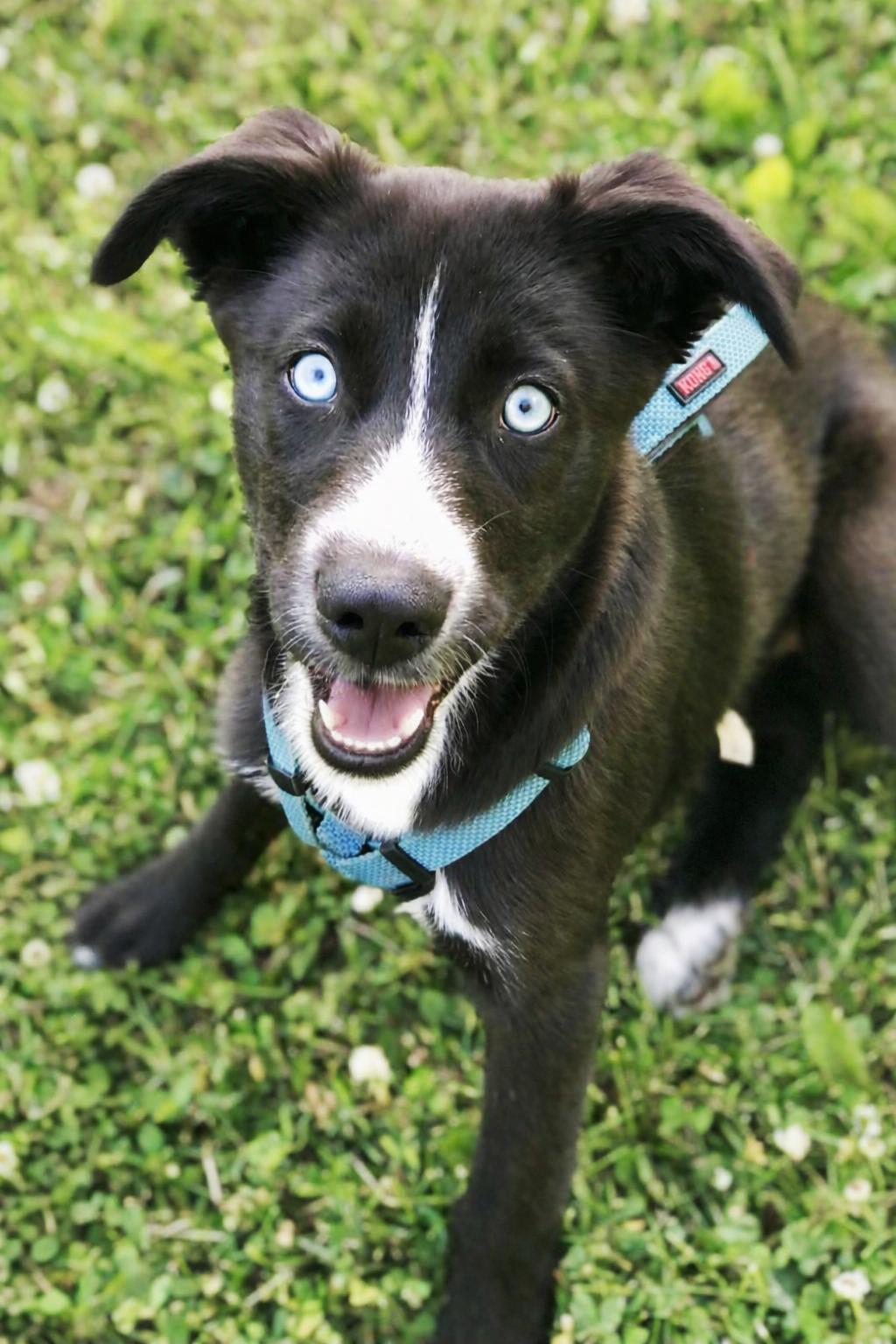 Elsa, Adoptable, Puppy Female Husky & Labrador Retriever.