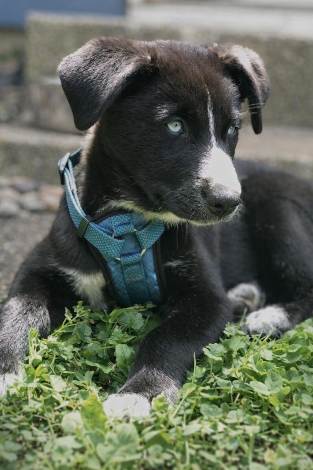 Enlarge Elsa, a Adoptable mixed breed in Minneapolis, MN image 2/6