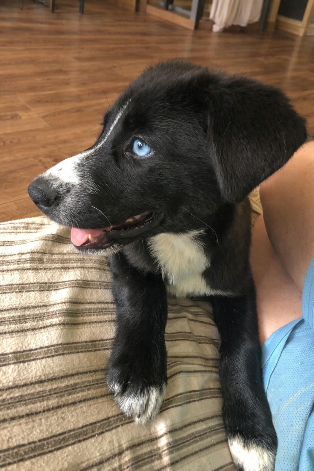 Enlarge Elsa, a Adoptable mixed breed in Minneapolis, MN image 3/6