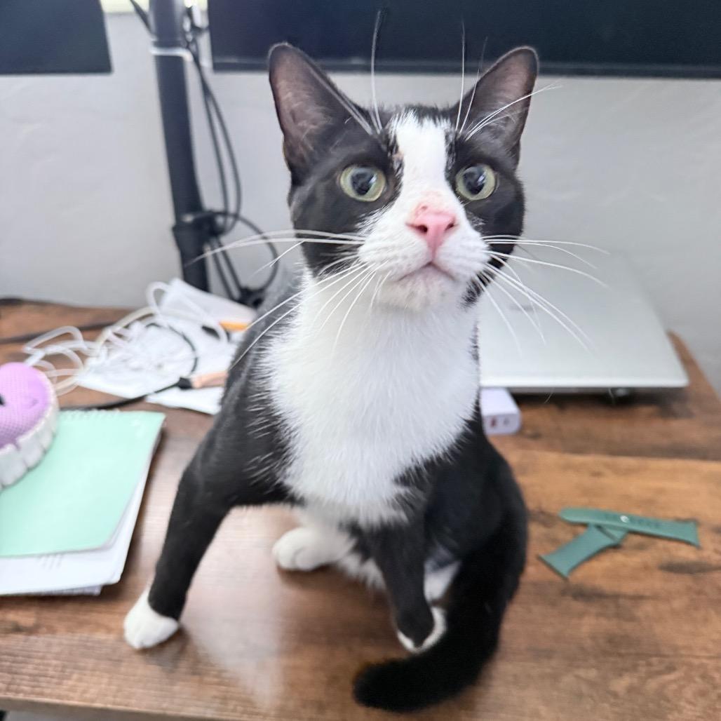 Enlarge Souflee, a Adoptable Domestic Short Hair in Hollywood, FL image 2/4