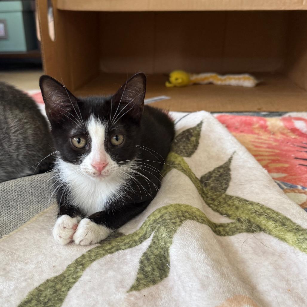 Enlarge Souflee, a Adoptable Domestic Short Hair in Hollywood, FL image 4/4