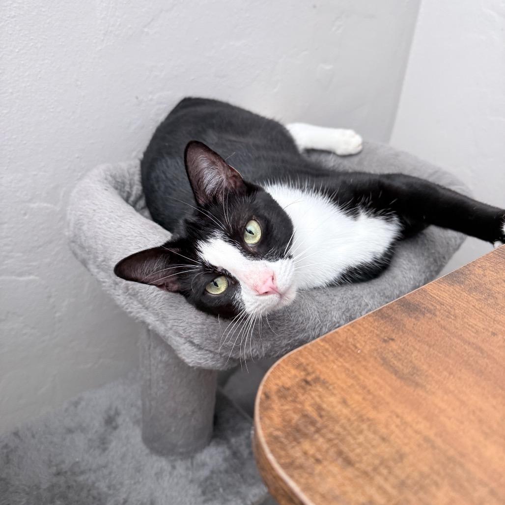 Enlarge Souflee, a Adoptable Domestic Short Hair in Hollywood, FL image 3/4